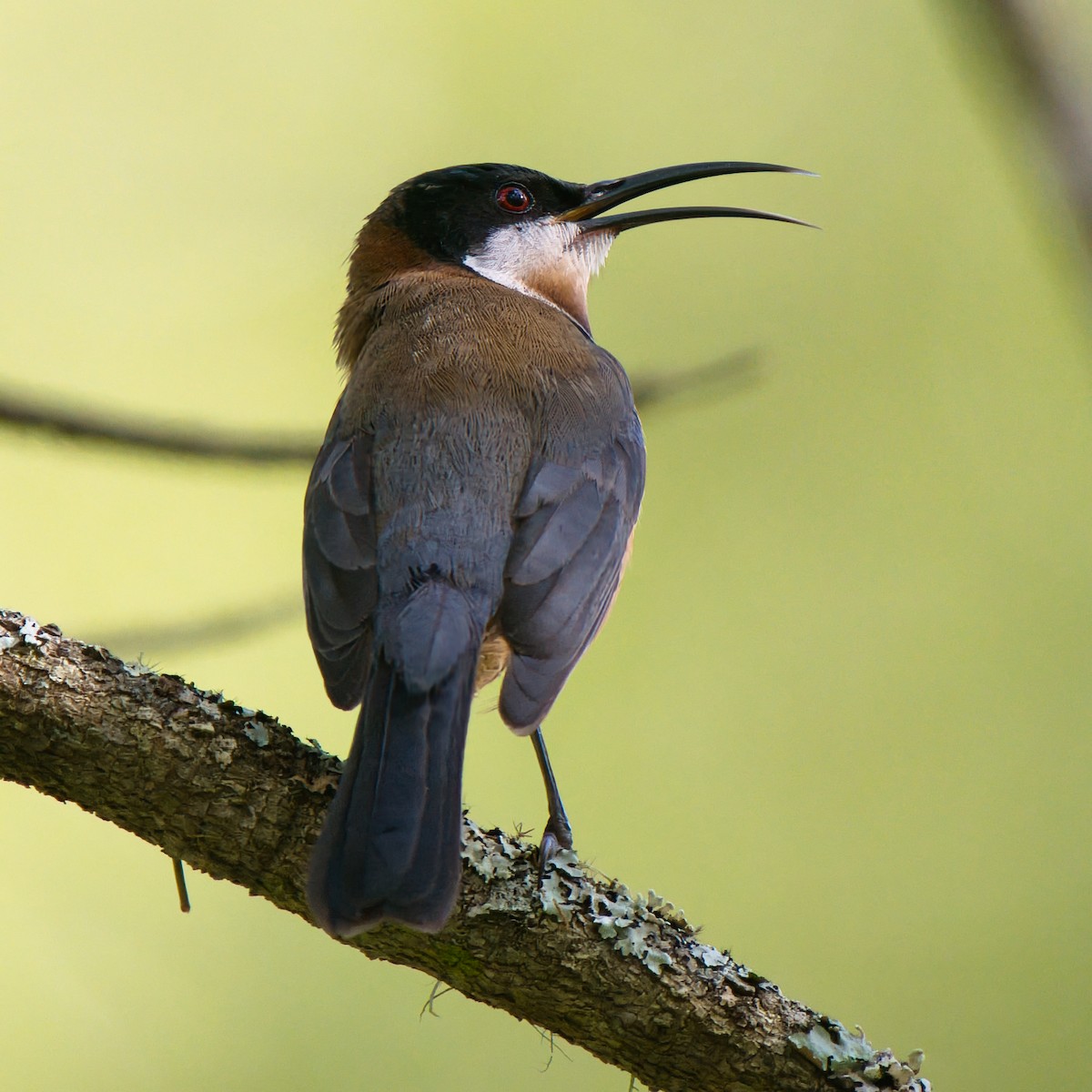 Eastern Spinebill - ML641374844