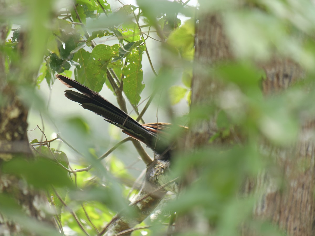 Greater Coucal - ML641374847