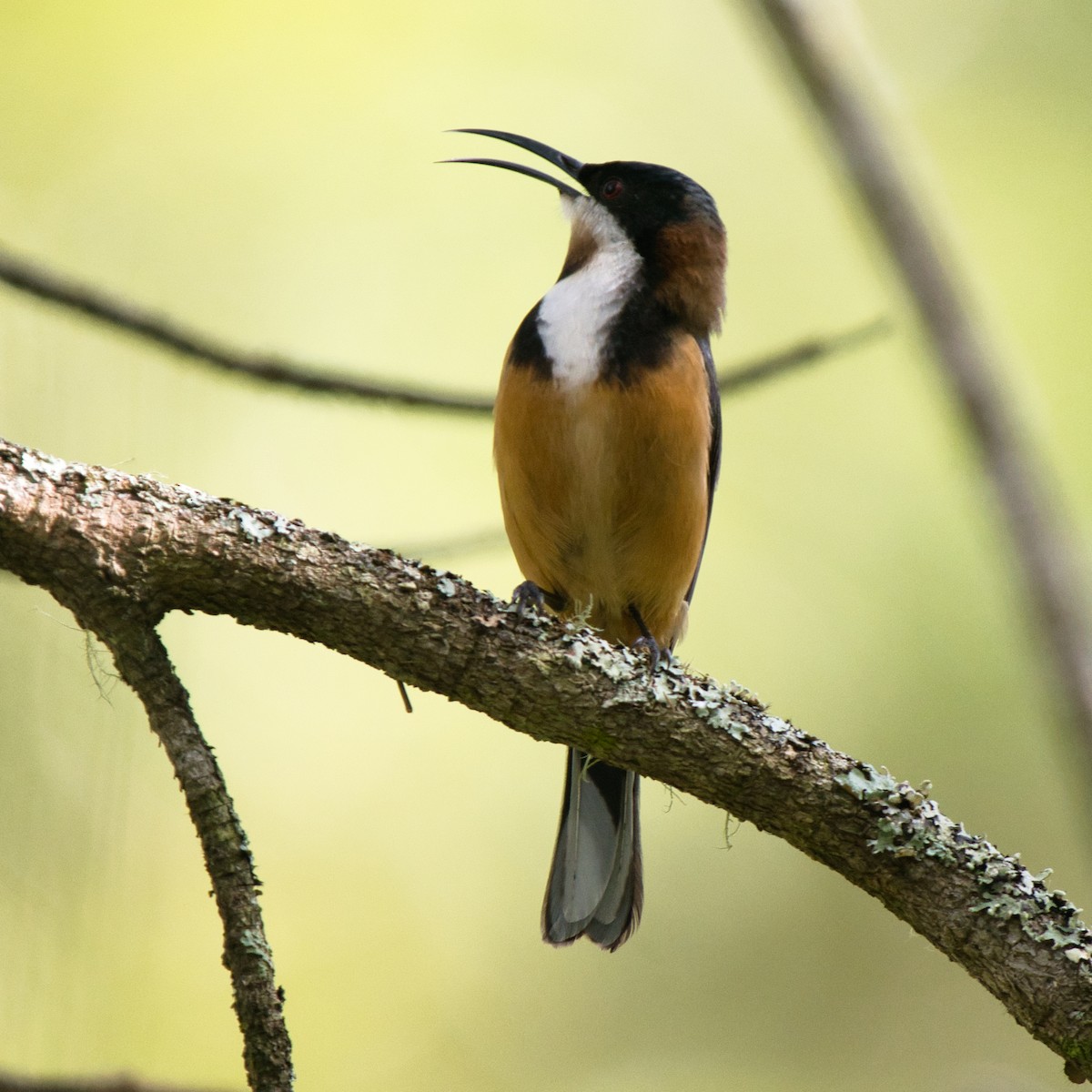 Eastern Spinebill - ML641374848