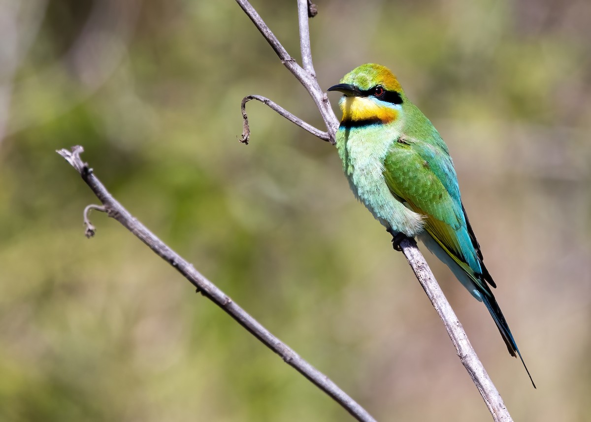 Rainbow Bee-eater - ML641374849