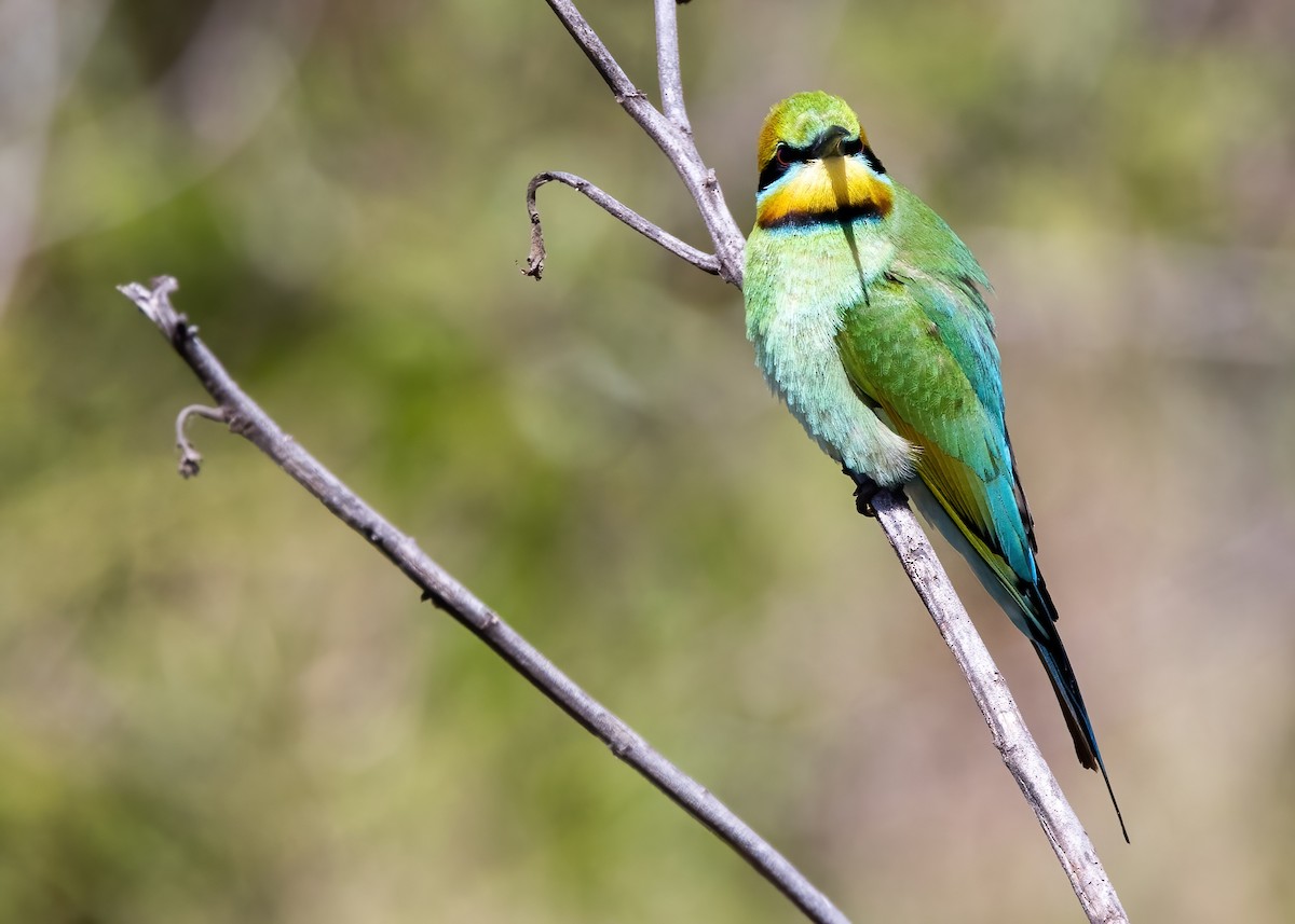 Rainbow Bee-eater - ML641374850