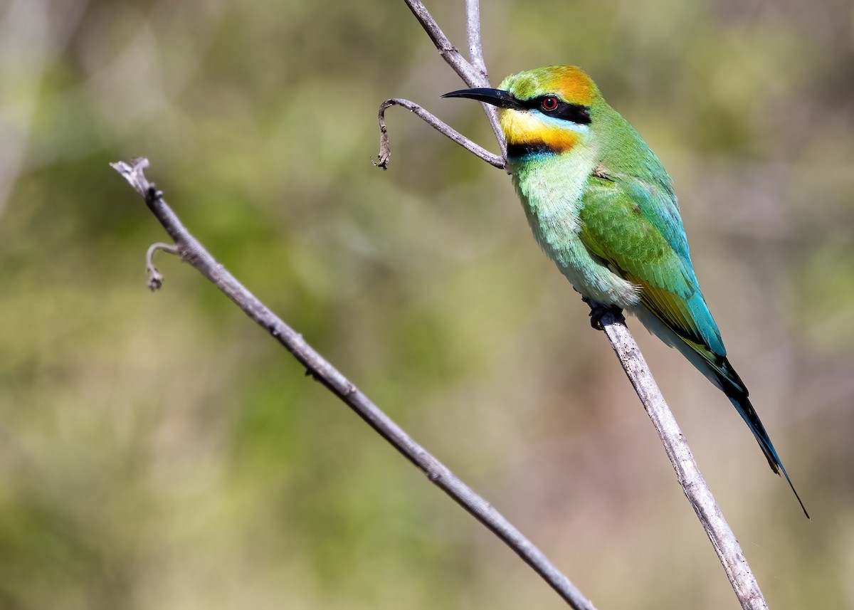 Rainbow Bee-eater - ML641374851