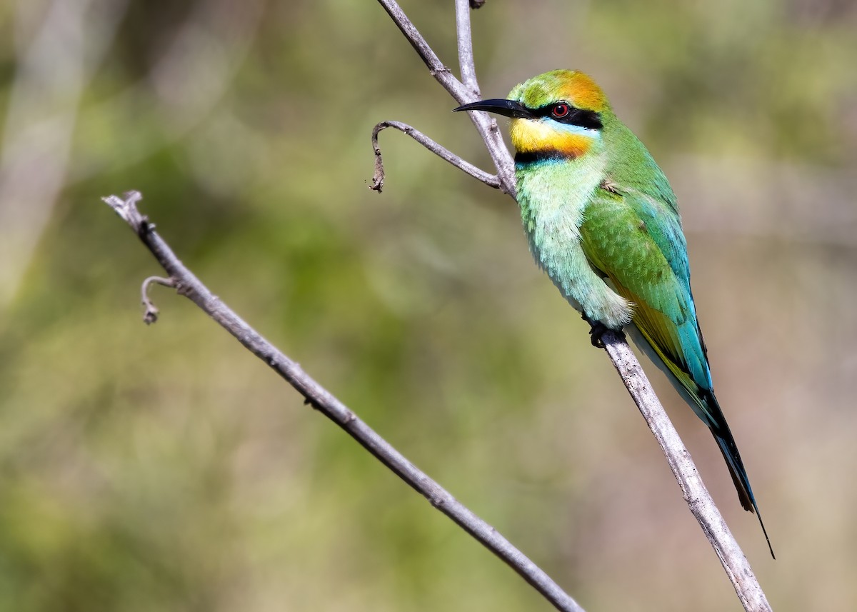 Rainbow Bee-eater - ML641374852