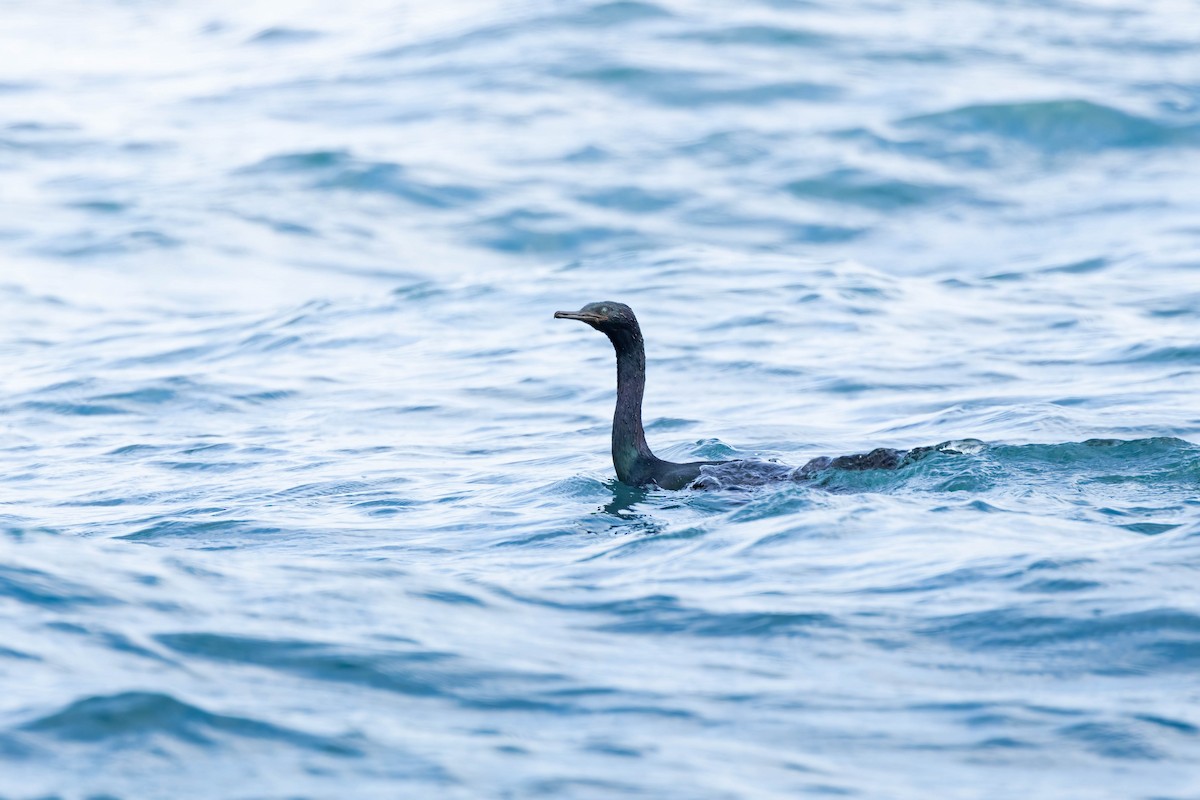 Pelagic Cormorant - ML641374854