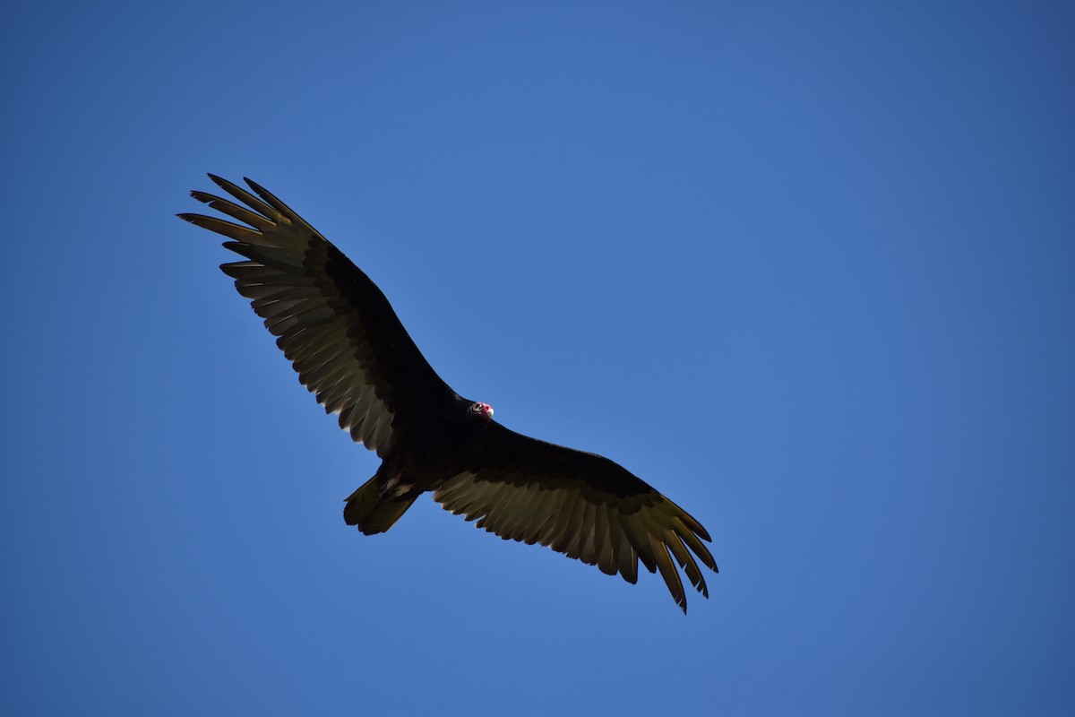 Turkey Vulture - ML641374858