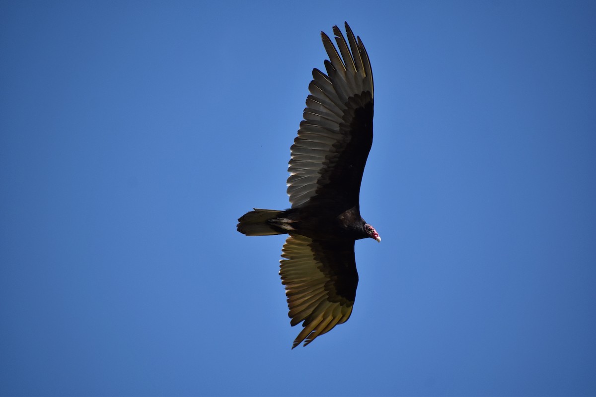 Turkey Vulture - ML641374859