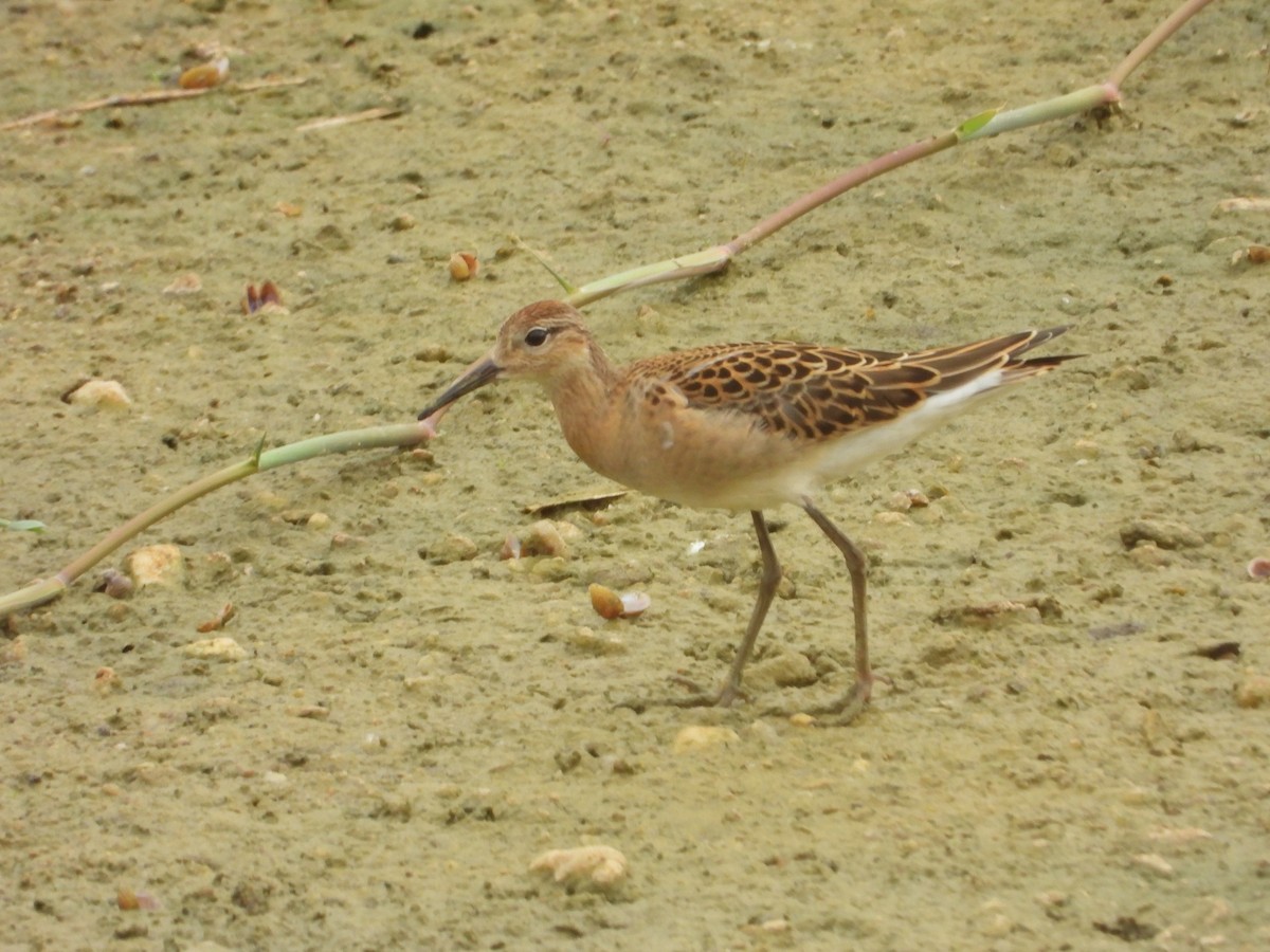 Ruff - ML641374864