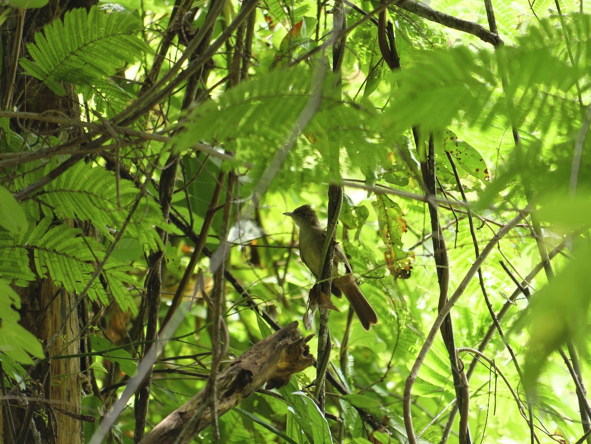 Gray-eyed Bulbul (innectens) - ML641374866