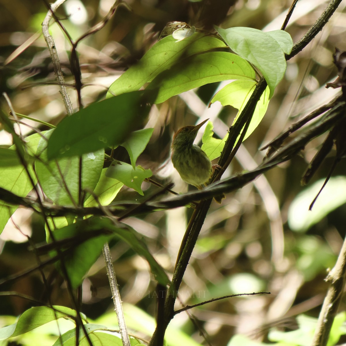 Dark-necked Tailorbird - ML641374868