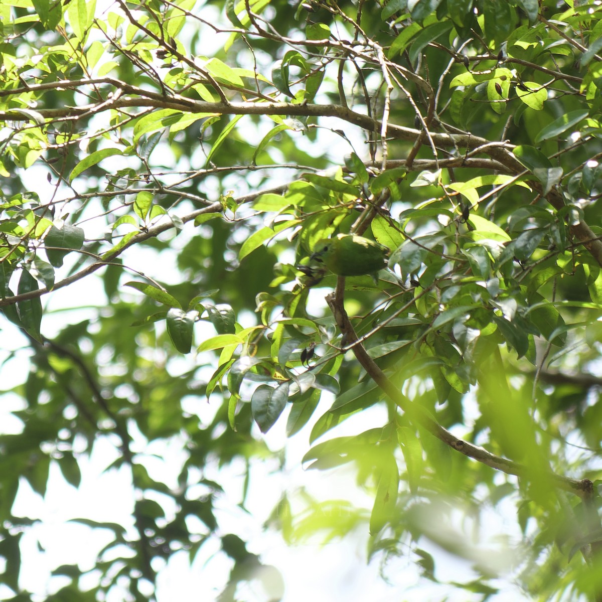 Blue-winged Leafbird - ML641374869