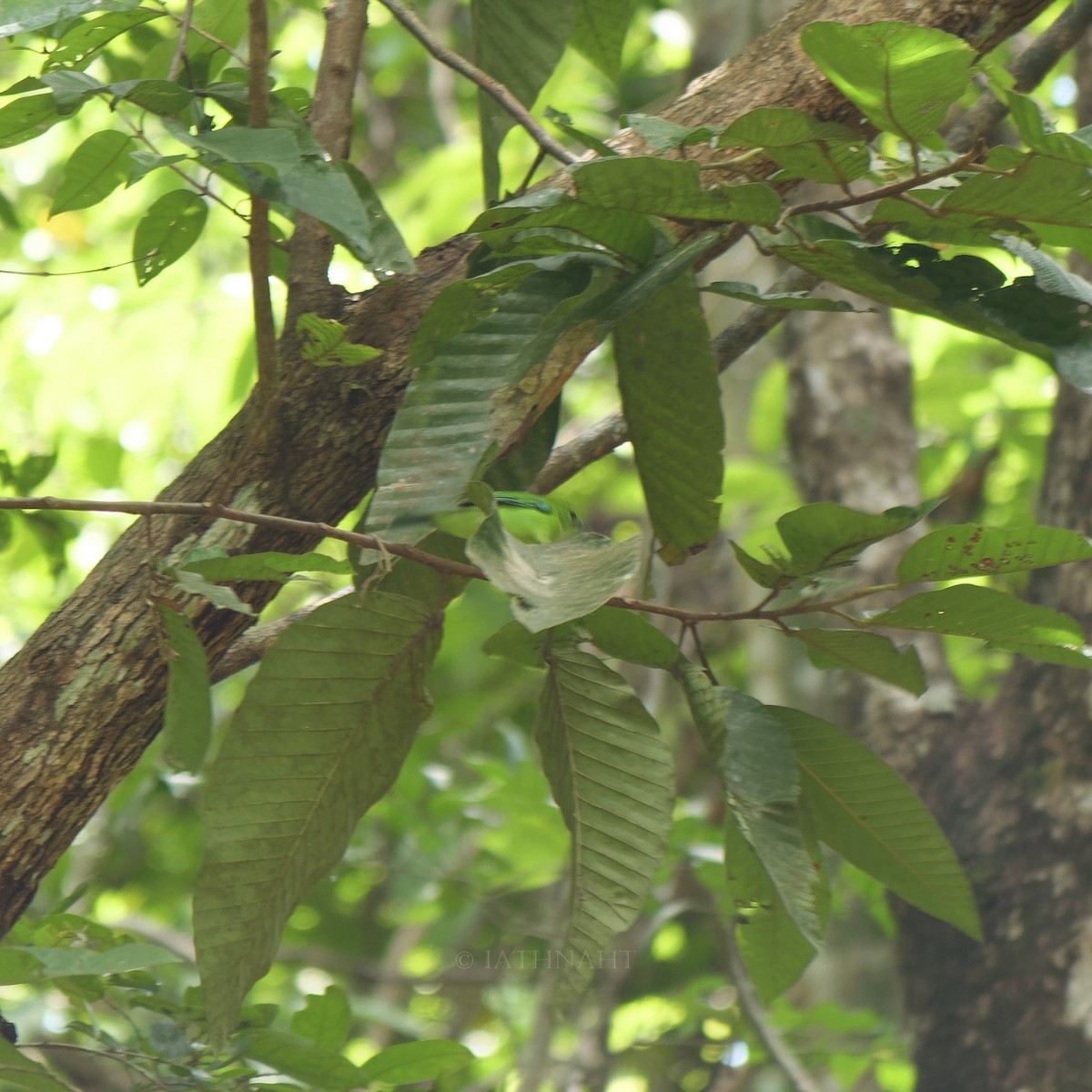 Blue-winged Leafbird - ML641374870