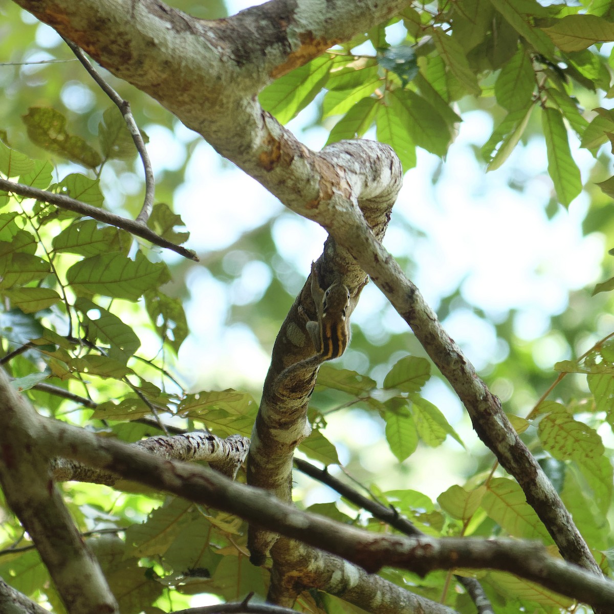 Animals - ML641374875