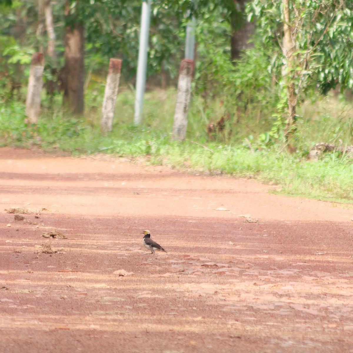 Black-collared Starling - ML641374876