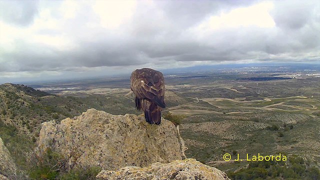 Golden Eagle - ML641374877