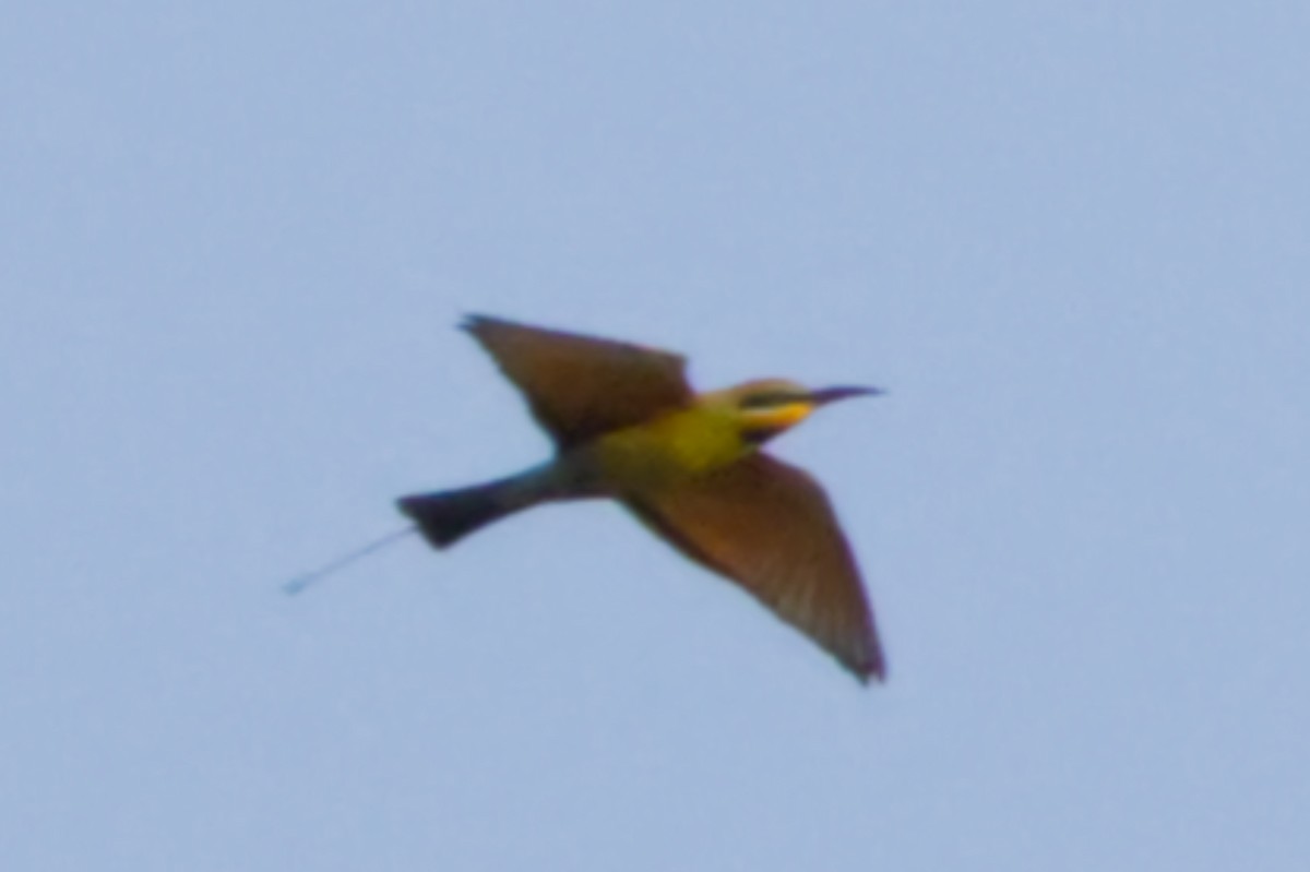 Rainbow Bee-eater - ML641374881
