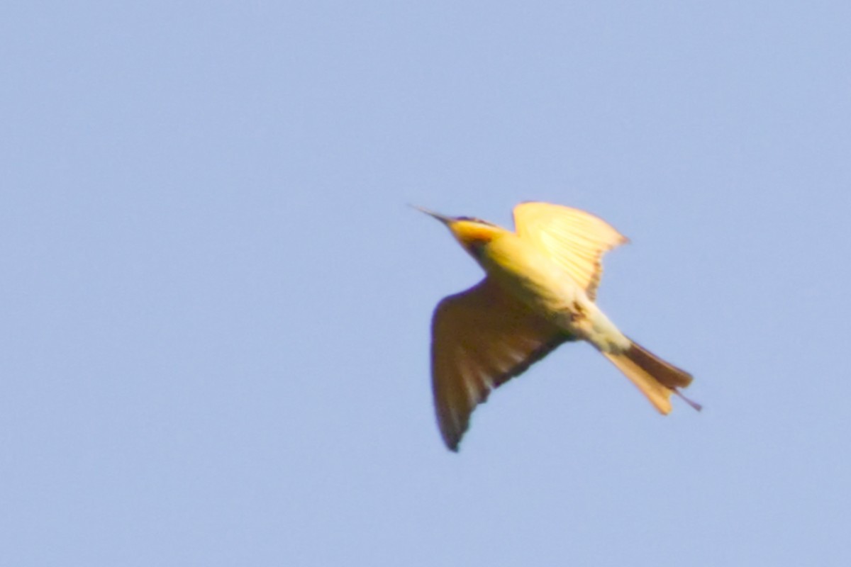 Rainbow Bee-eater - ML641374882