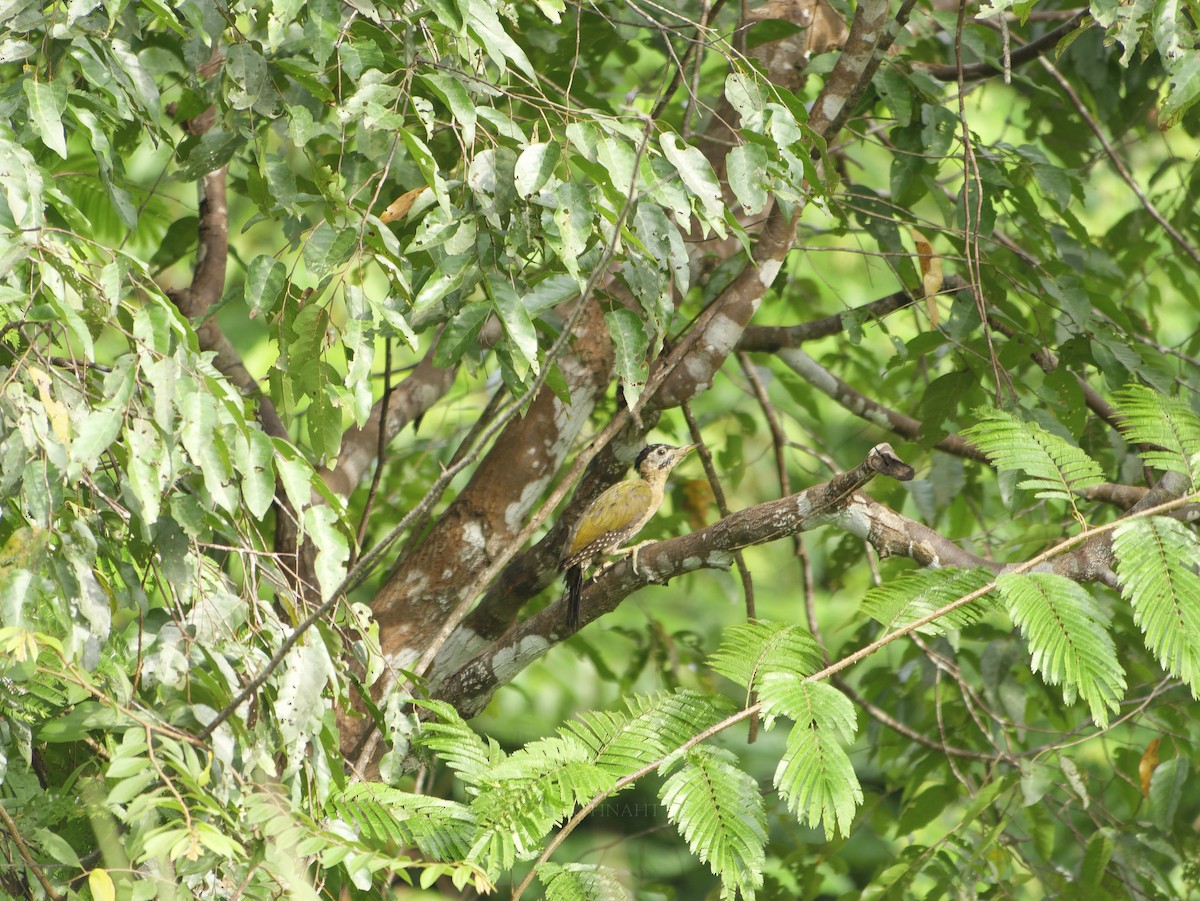 Laced Woodpecker - ML641374887