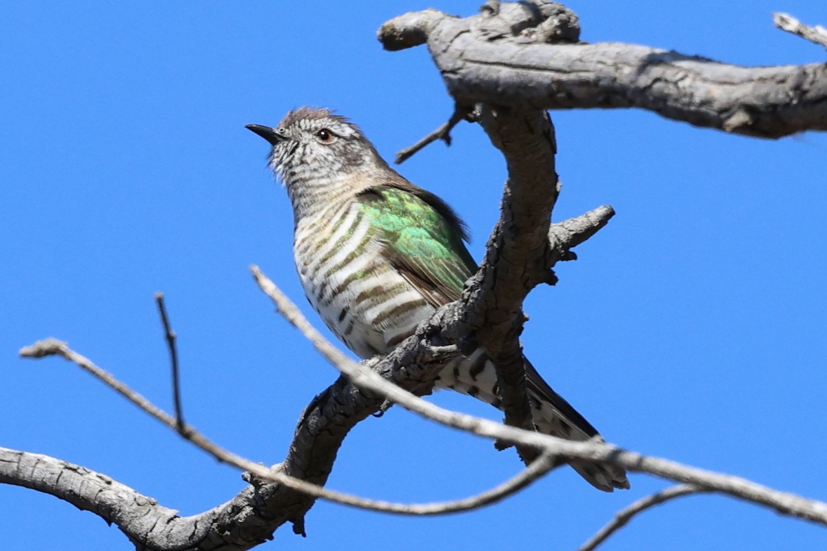 Shining Bronze-Cuckoo - ML641374888