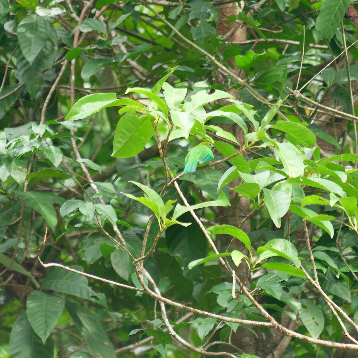 Blue-winged Leafbird - ML641374889