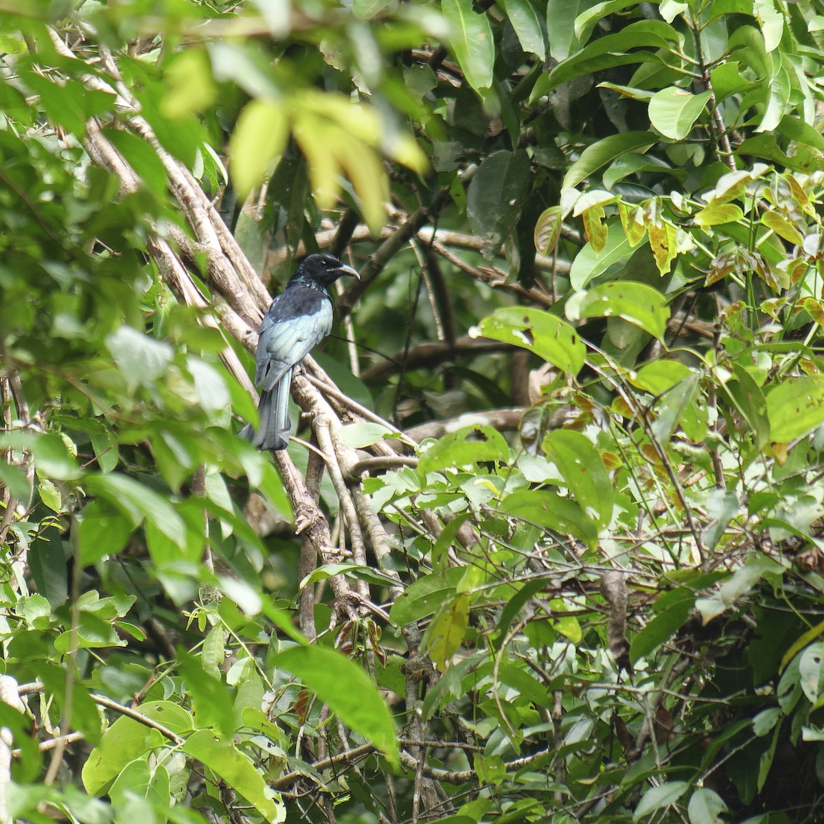 Hair-crested Drongo - ML641374892