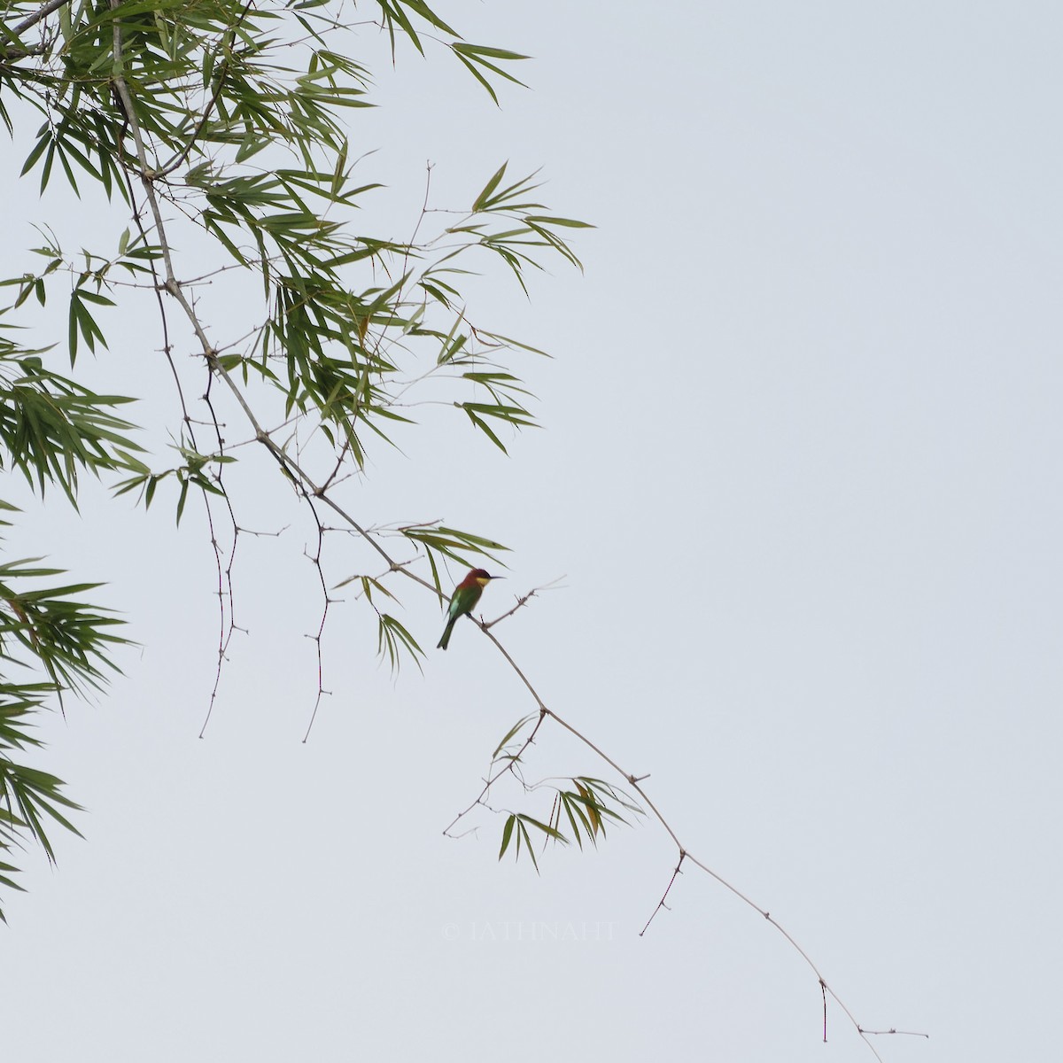 Chestnut-headed Bee-eater - ML641374894