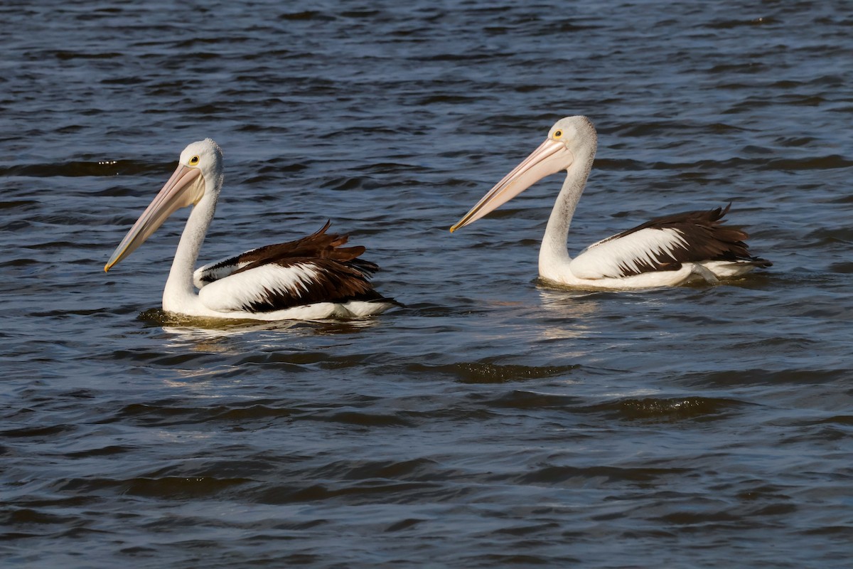 Australian Pelican - ML641374895