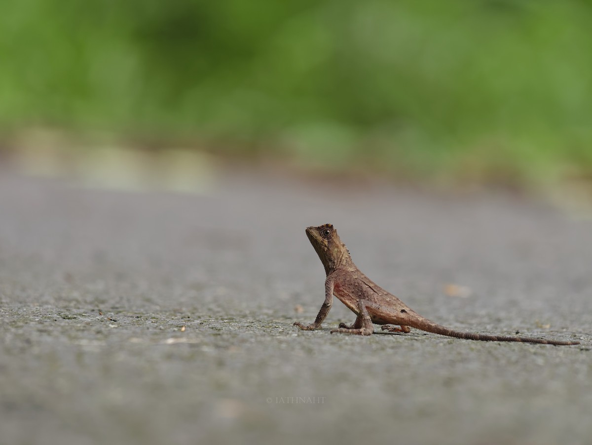 Animals - ML641374896