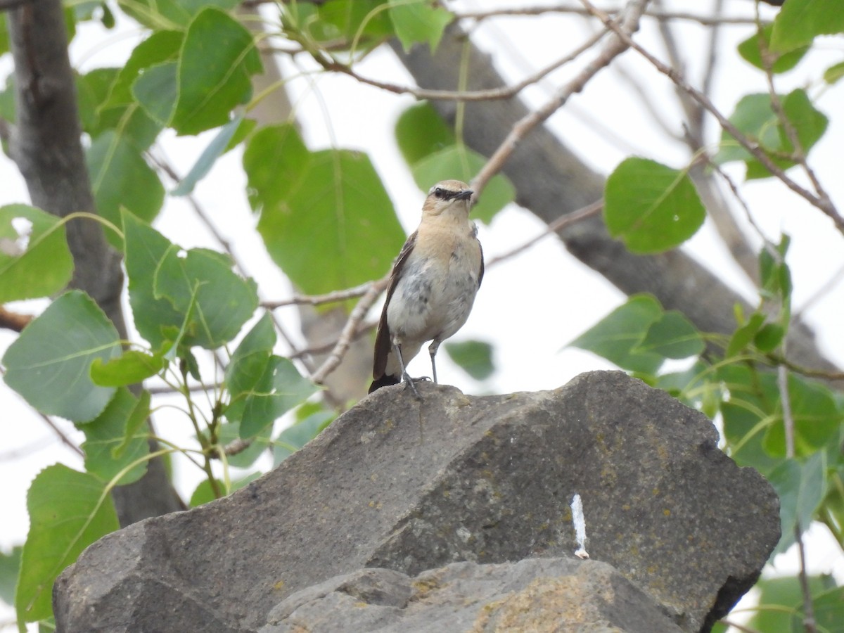 Northern Wheatear - ML641374898