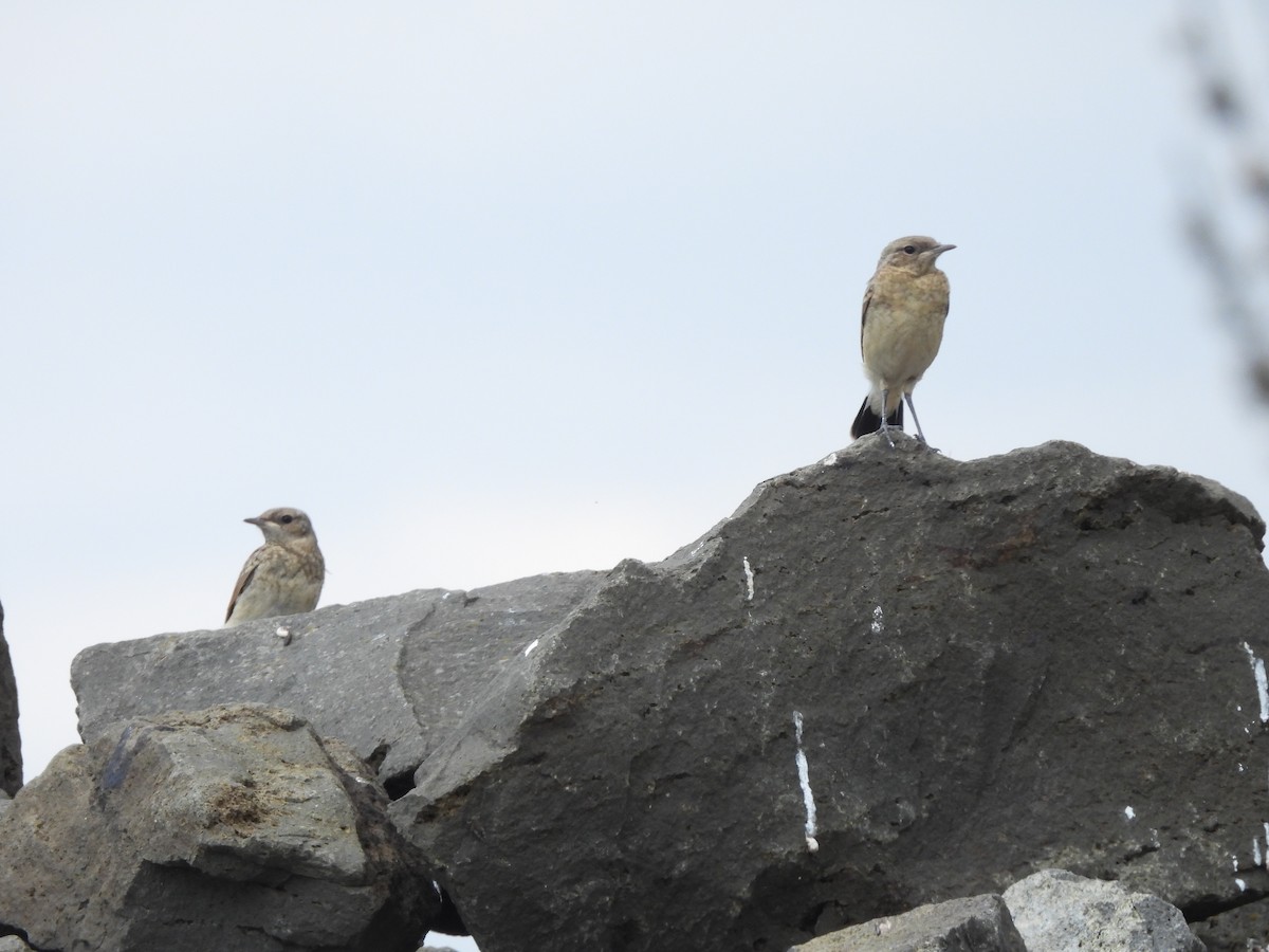 Northern Wheatear - ML641374900