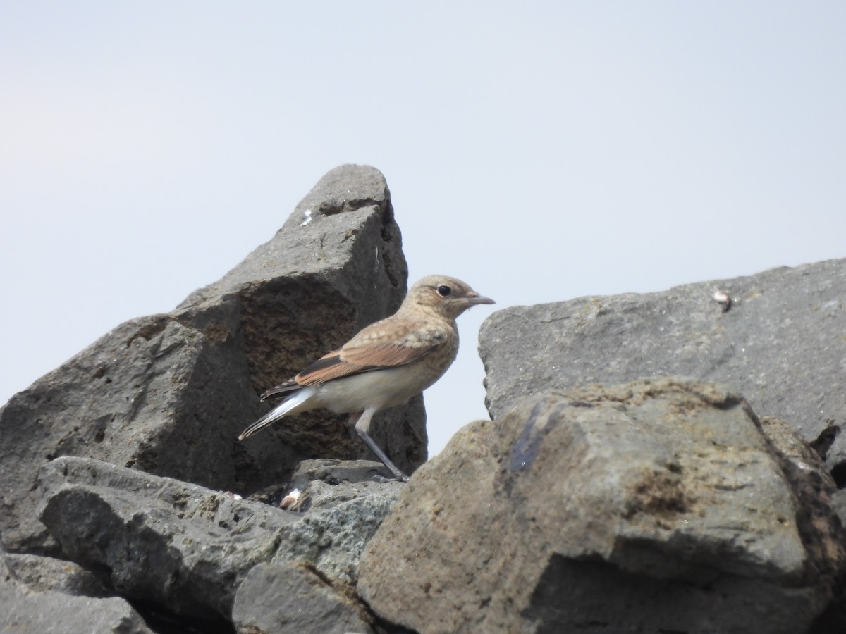 Northern Wheatear - ML641374901