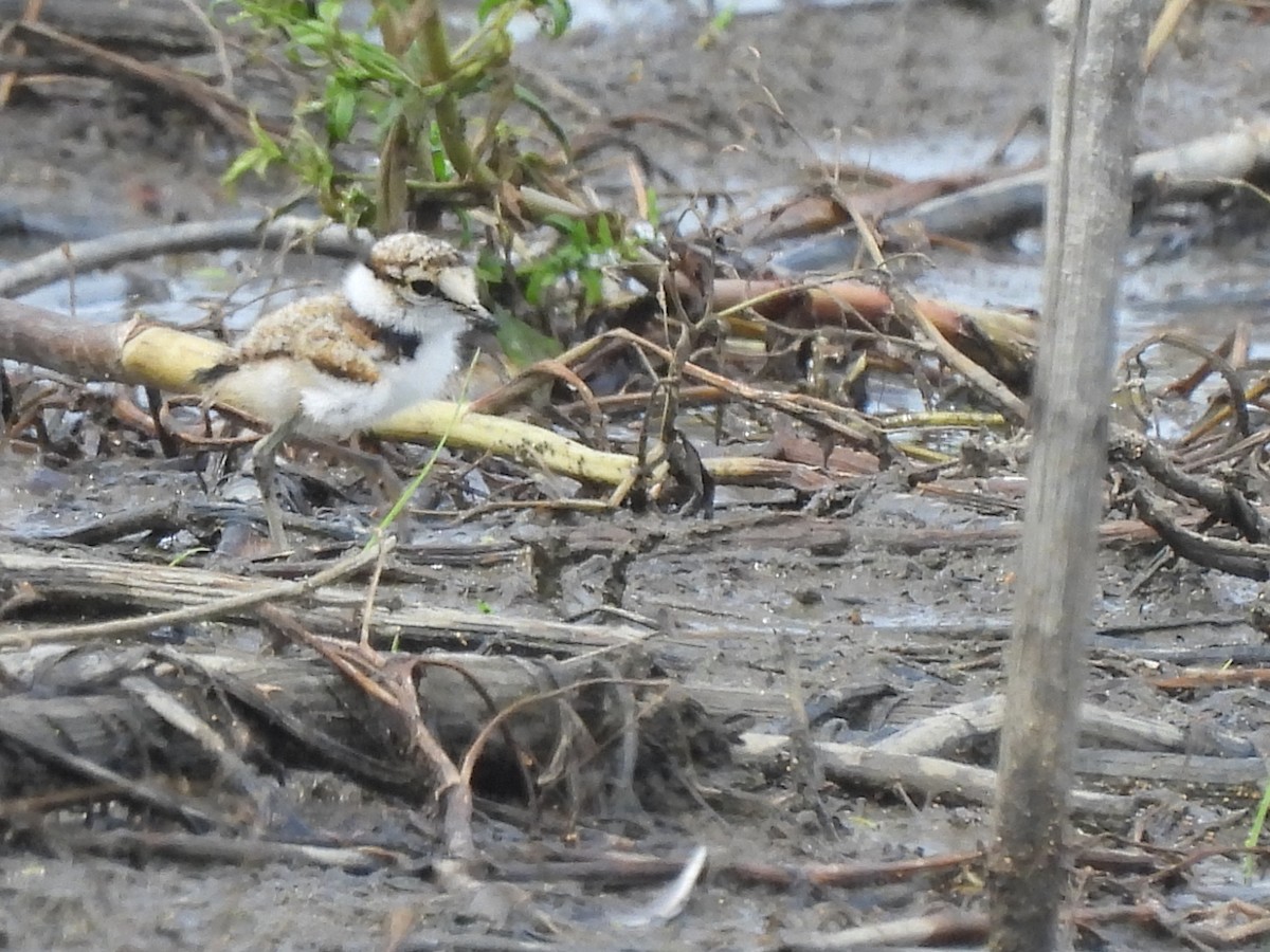 Little Ringed Plover - ML641374907