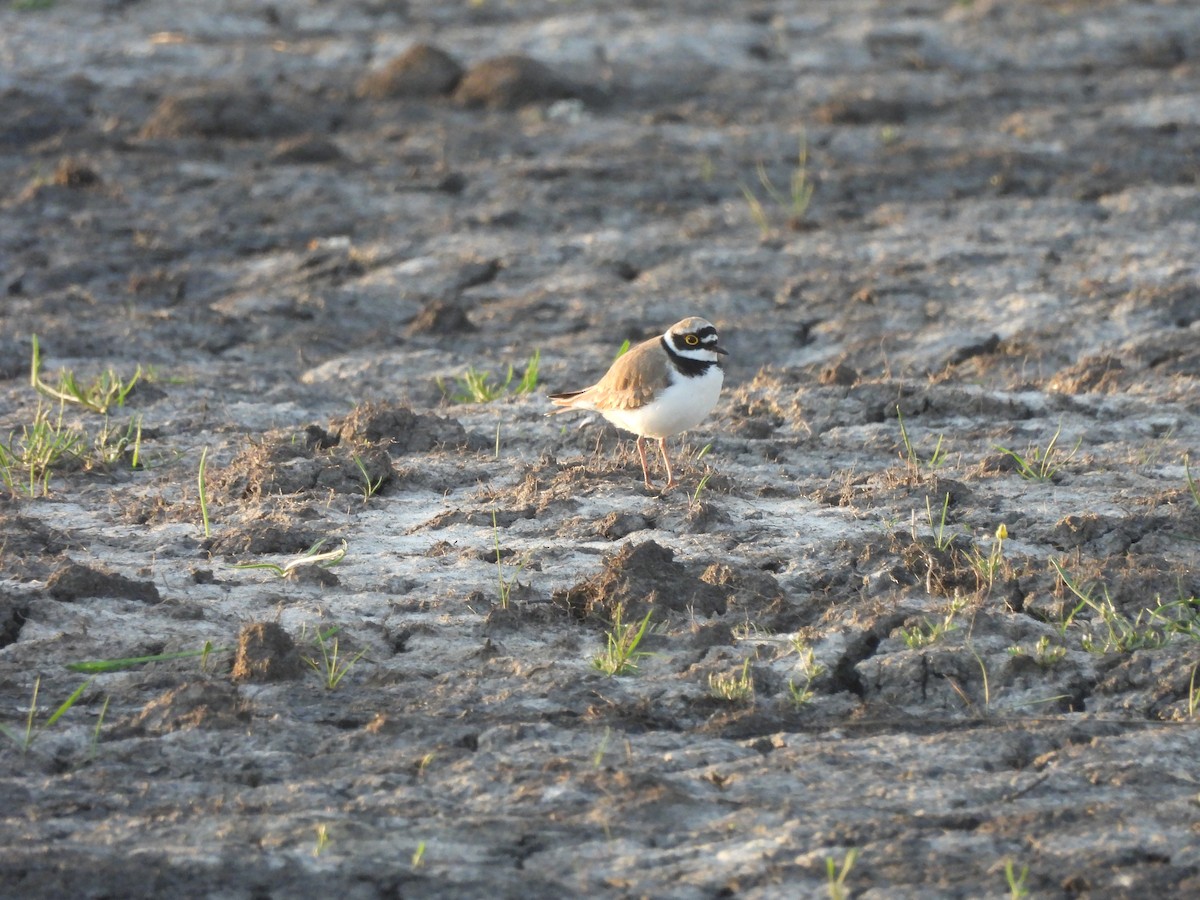 Little Ringed Plover - ML641374908