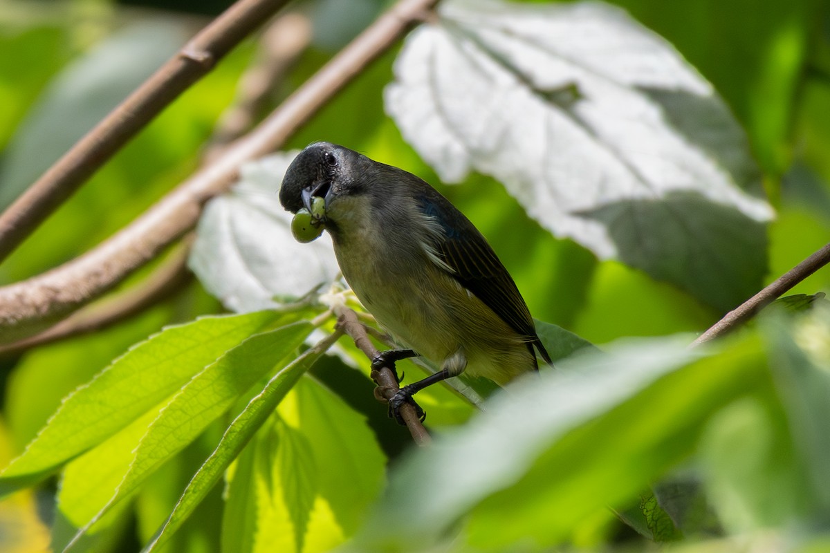 Pygmy Flowerpecker - ML641374914