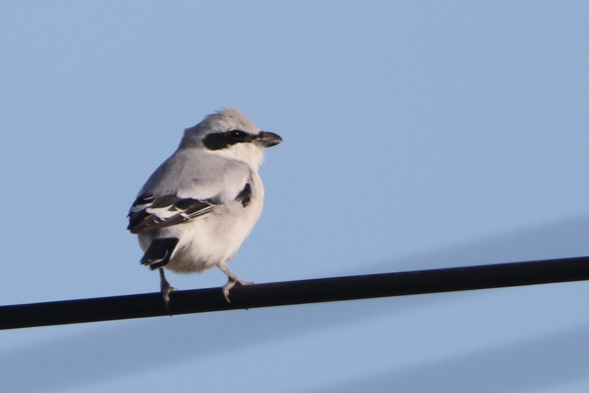 Great Gray Shrike (Steppe) - ML641374940