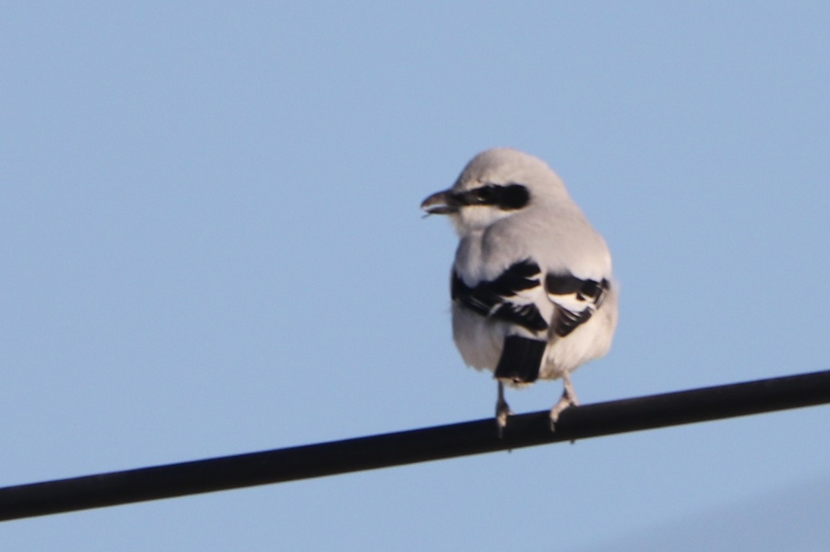 Great Gray Shrike (Steppe) - ML641374946
