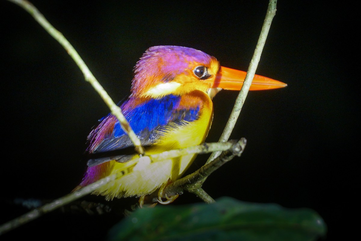Rufous-backed Dwarf-Kingfisher - ML641374947