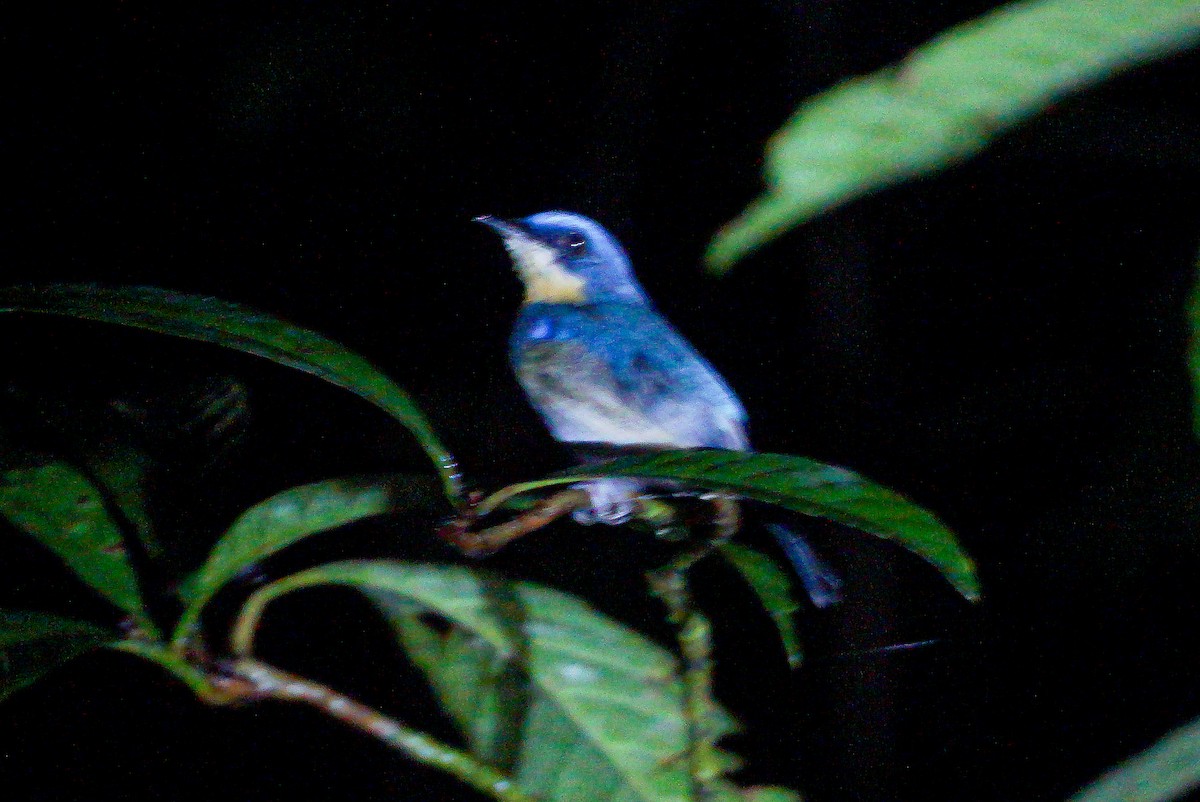 Malaysian Blue Flycatcher - ML641374954