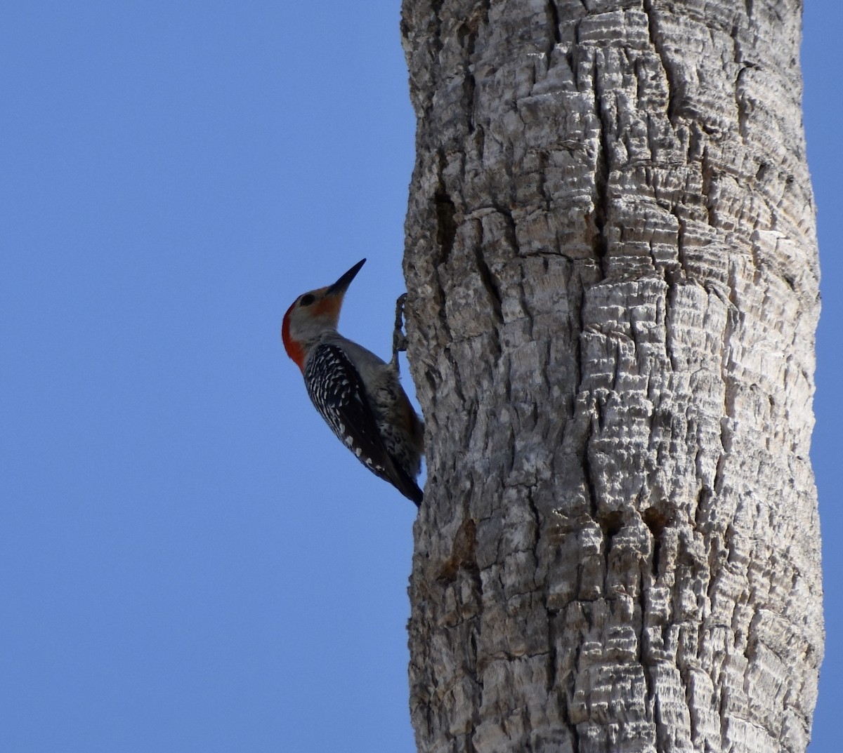 Red-bellied Woodpecker - ML641374959