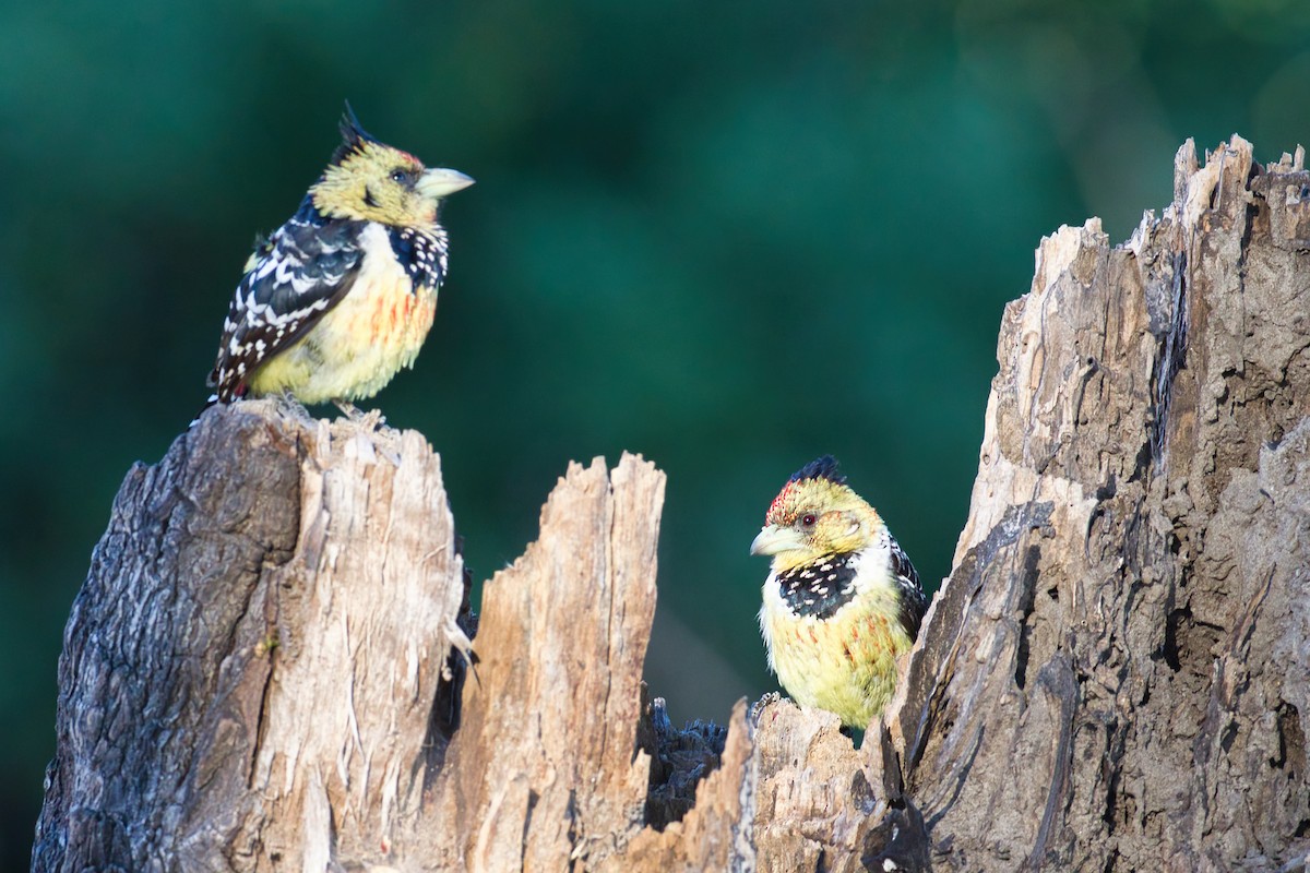 Crested Barbet - ML641374975