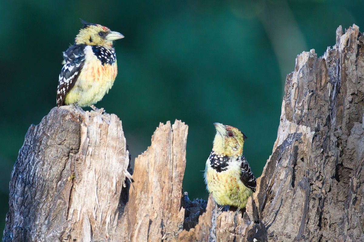 Crested Barbet - ML641374976
