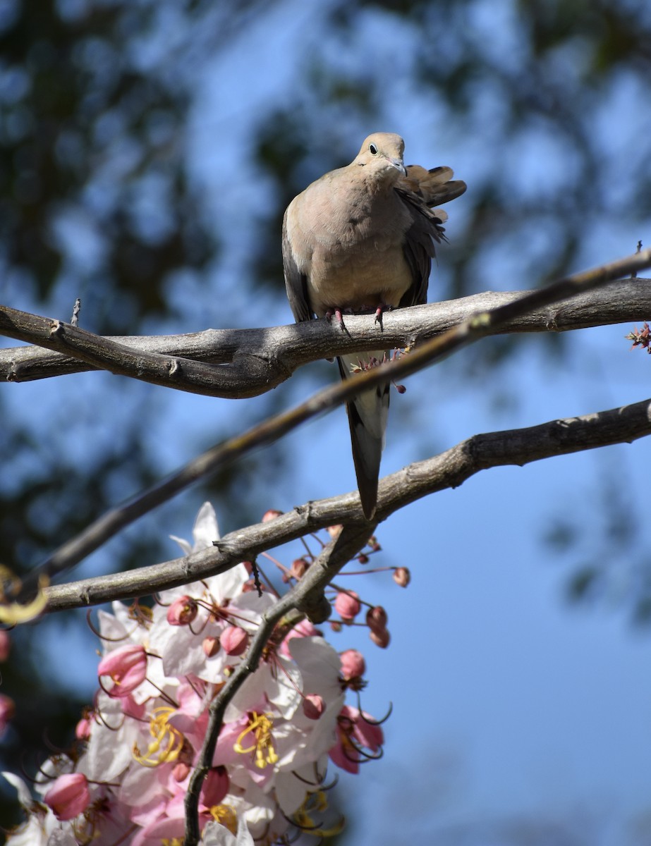 Mourning Dove - ML641374990