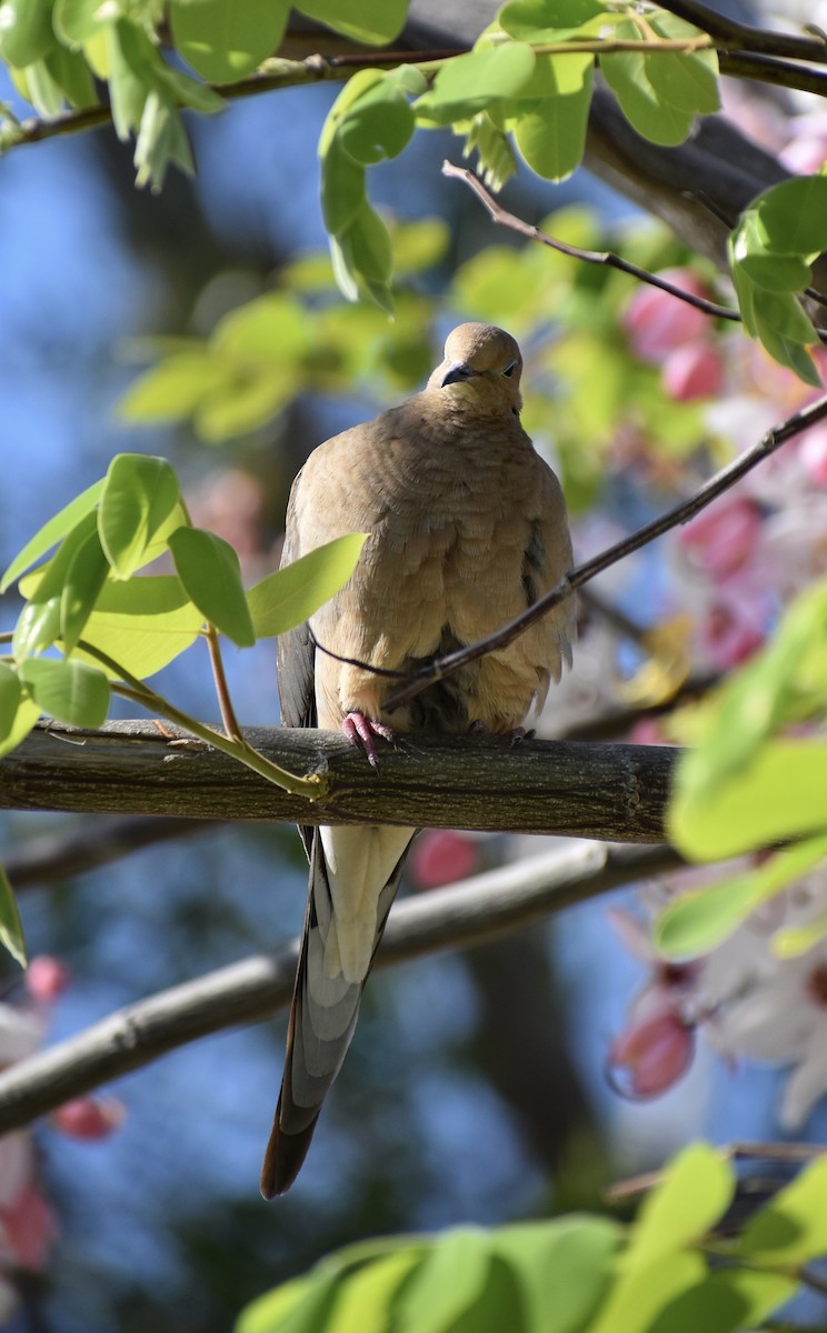 Mourning Dove - ML641374993