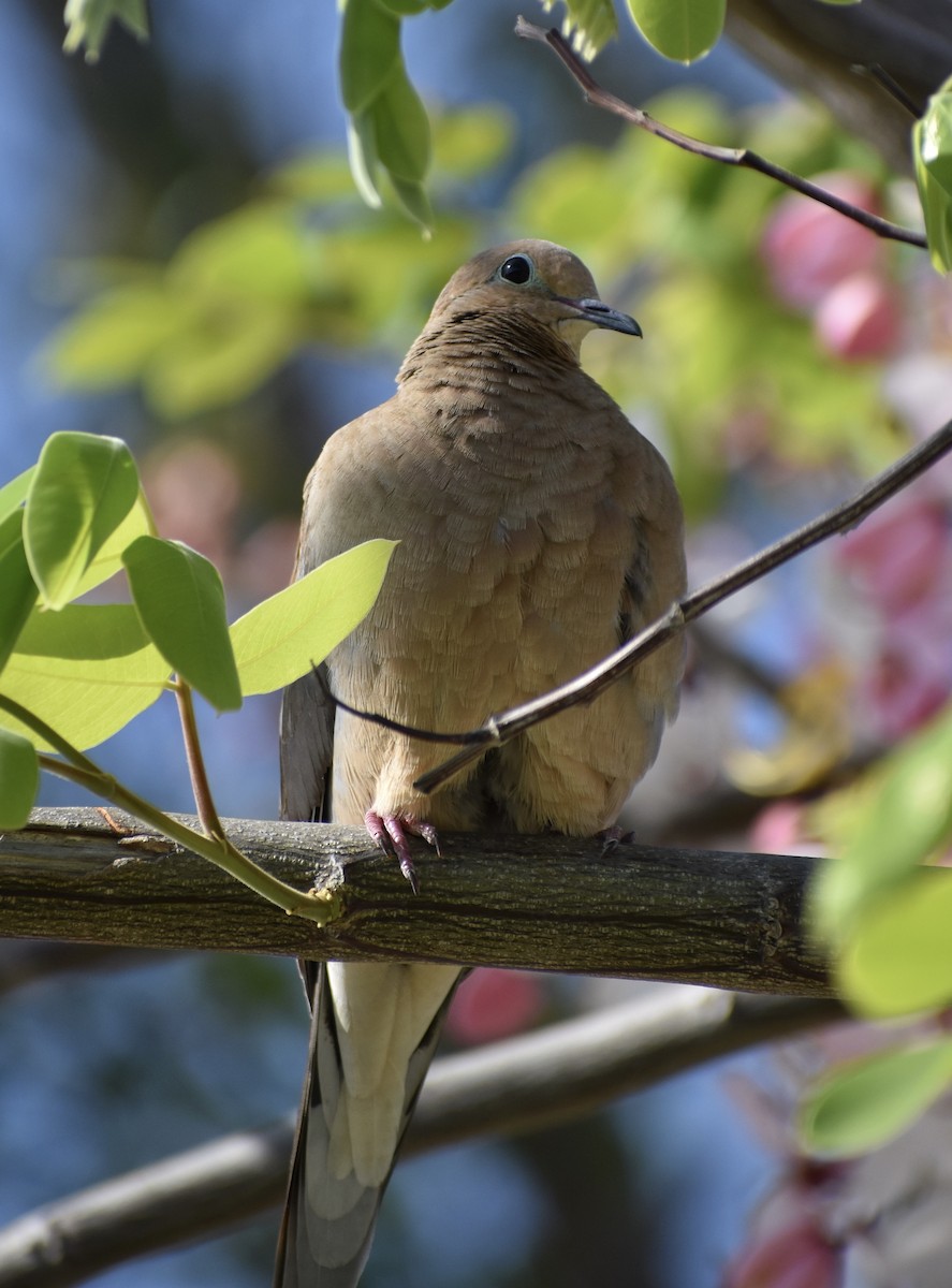 Mourning Dove - ML641374994