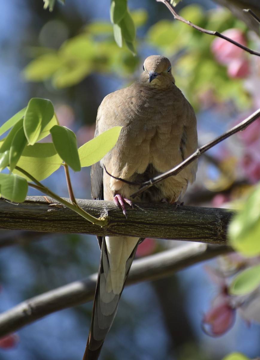 Mourning Dove - ML641374996
