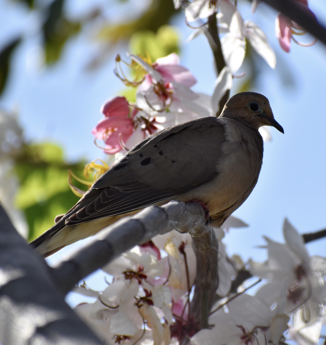 Mourning Dove - ML641375000