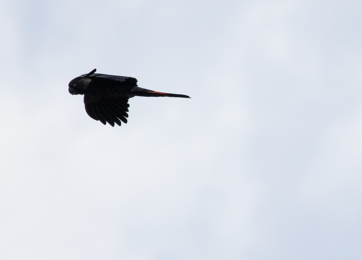 Red-tailed Black-Cockatoo - ML641375012