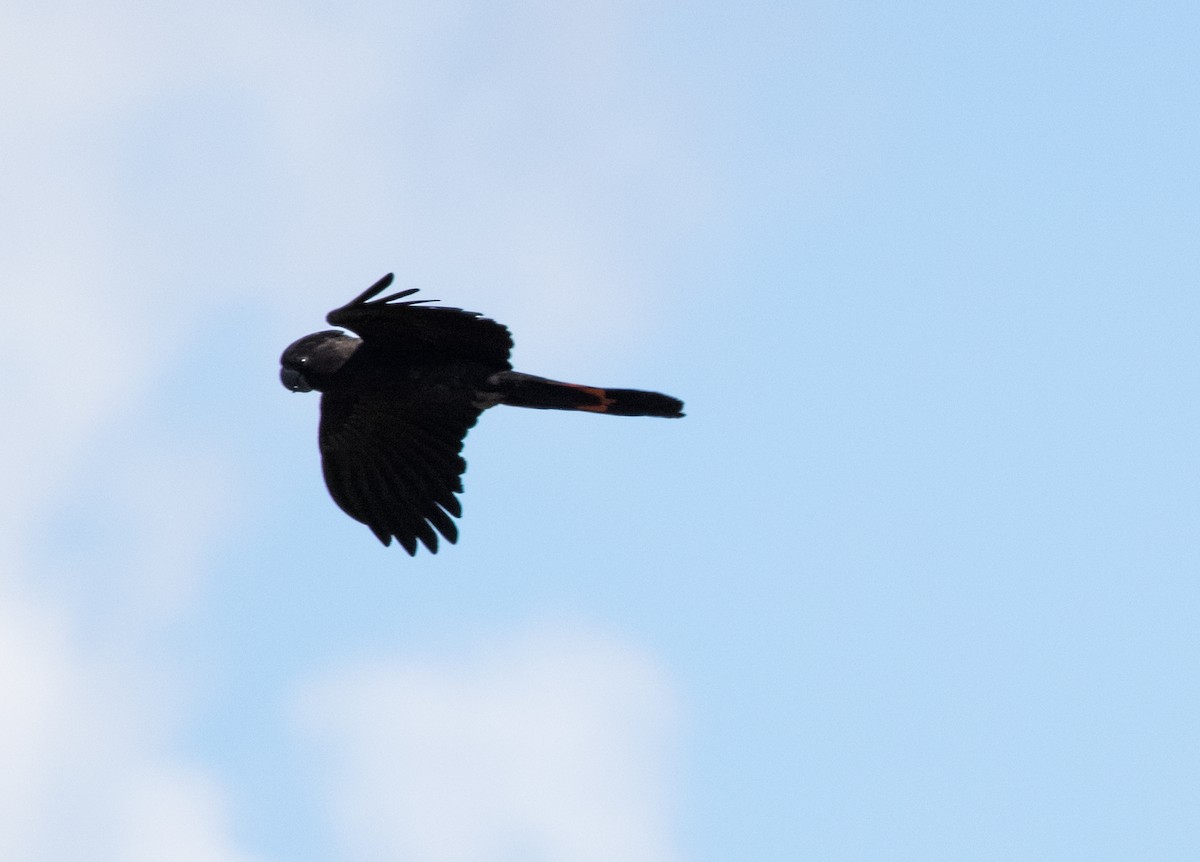 Red-tailed Black-Cockatoo - ML641375013