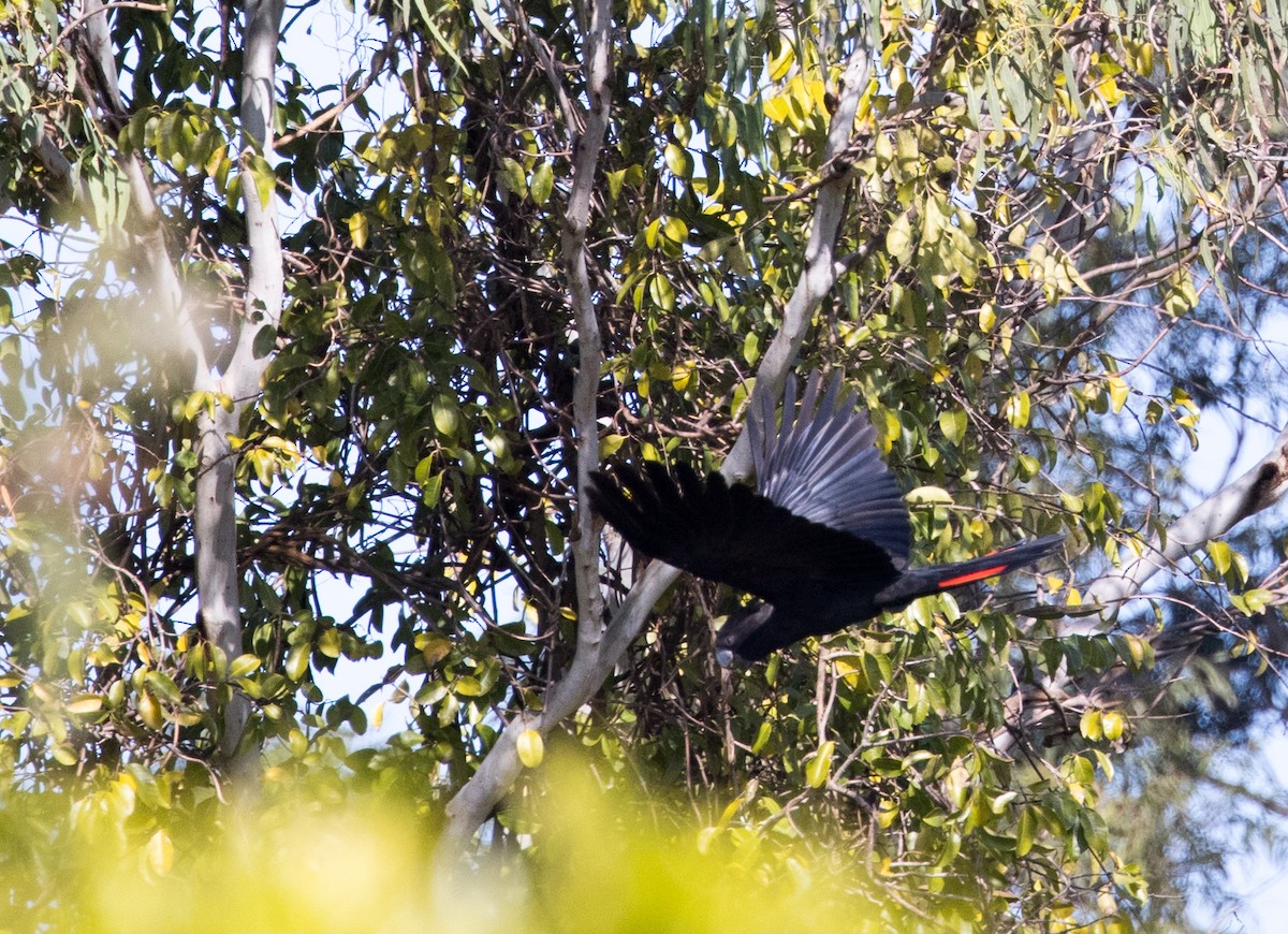 Red-tailed Black-Cockatoo - ML641375014