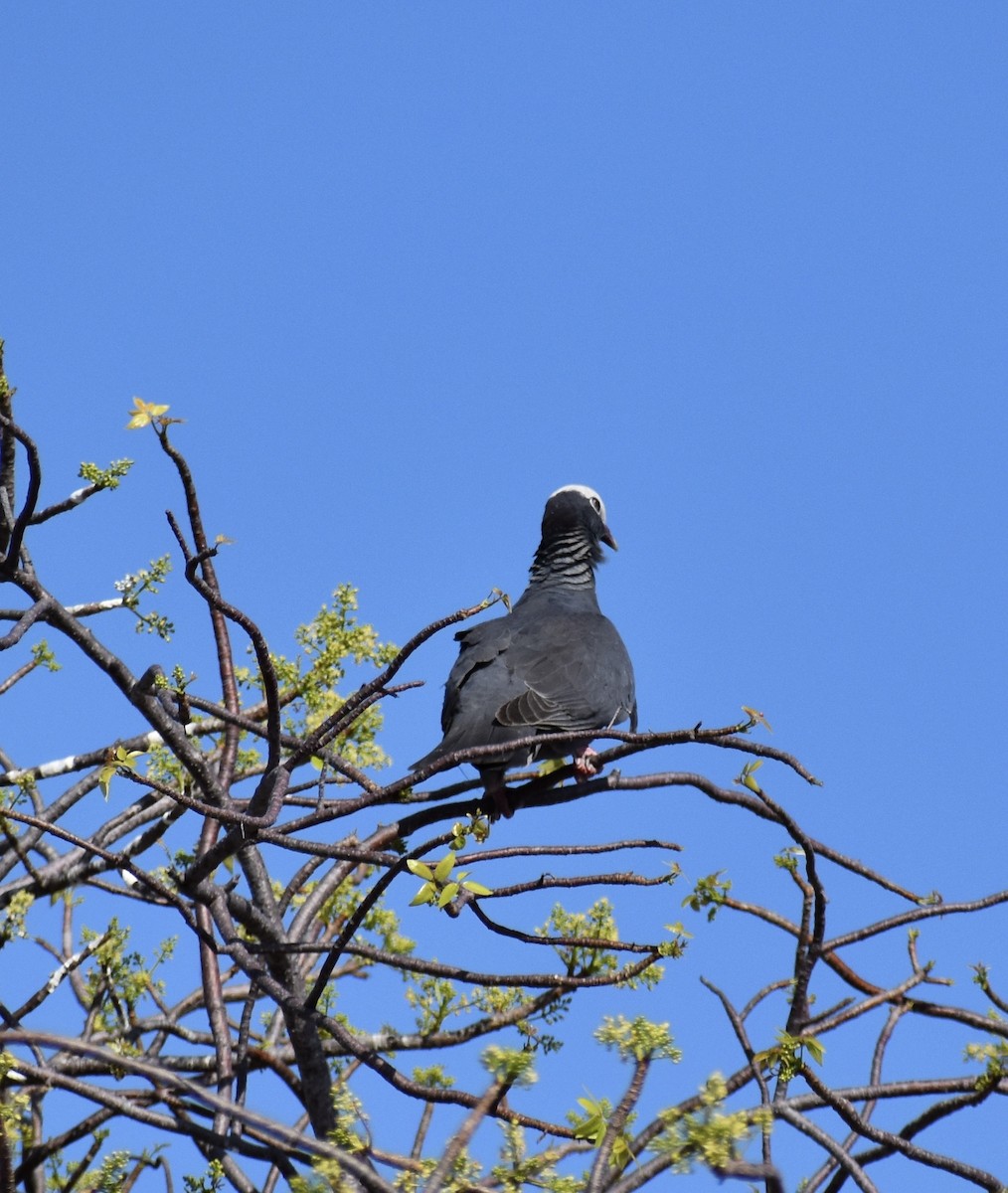 White-crowned Pigeon - ML641375018