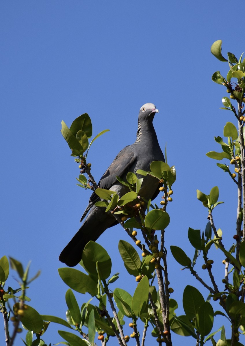 White-crowned Pigeon - ML641375020
